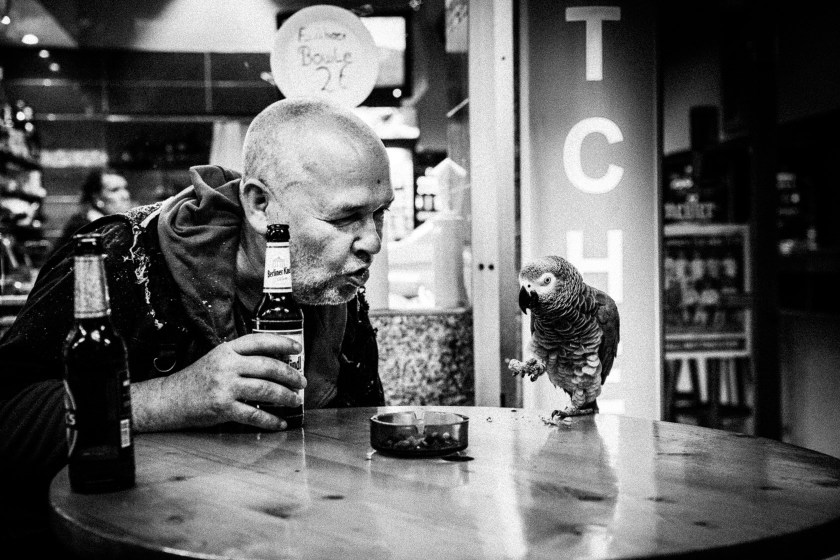 reister_allekatzengrau_028