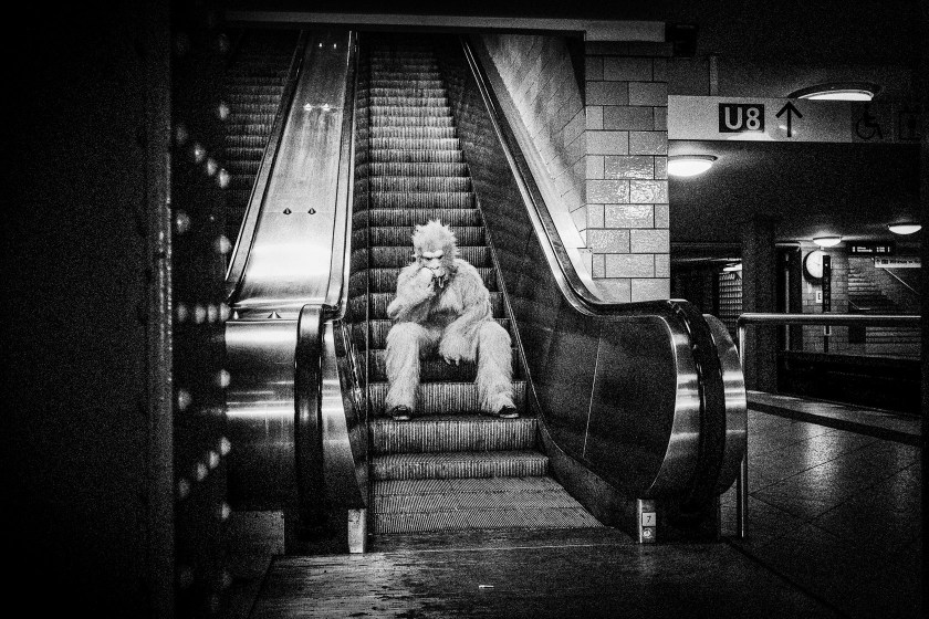 reister_allekatzengrau_042